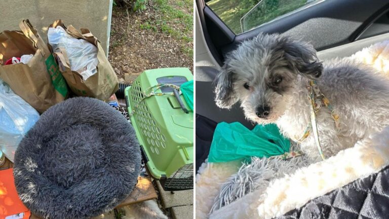 Senior Dog Found In Virginia Parking Lot Lying Next To The Remains Of Her Home