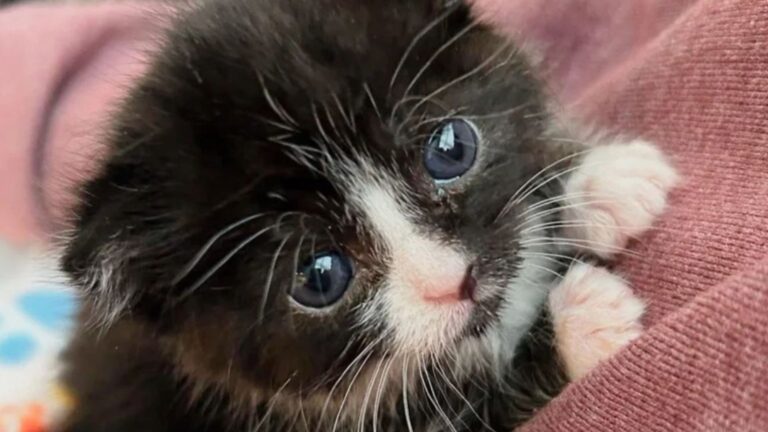 Teeny Kitten Found Crying Outside Busy Indianapolis Stadium With No Mama And No Help