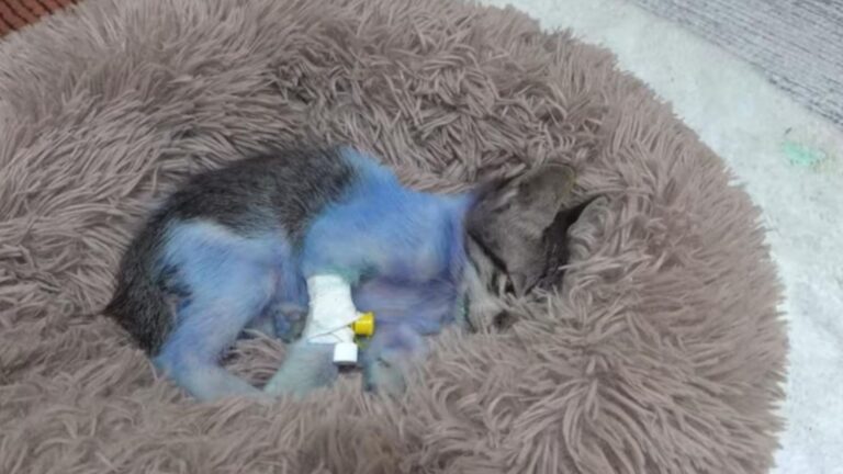 Texas Man Finds A Tiny Fragile Kitten In The Trash Dyed Blue For Cruel Amusement