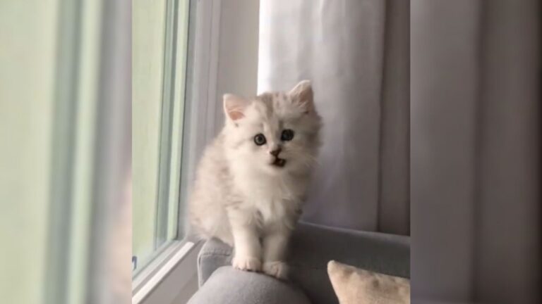 Watch This Tiny Kitten Become A Huge Fluffy Cloud In 6 Months And Try Not To Fall In Love