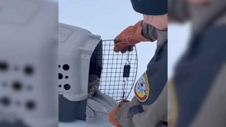 Interns In New Hampshire Spot Oddly Shaped Bump Poking Out From Snow, Then Realize It’s Alive