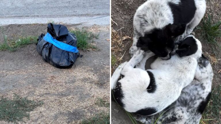 LA Woman Finds Tiny Puppies Trying To Reach Their Lifeless Mom, Their Only Source Of Comfort