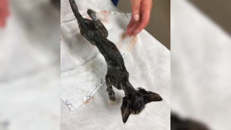 New York Team Finds A Tiny Kitten Lying In A Muddy Puddle With Little Time Left