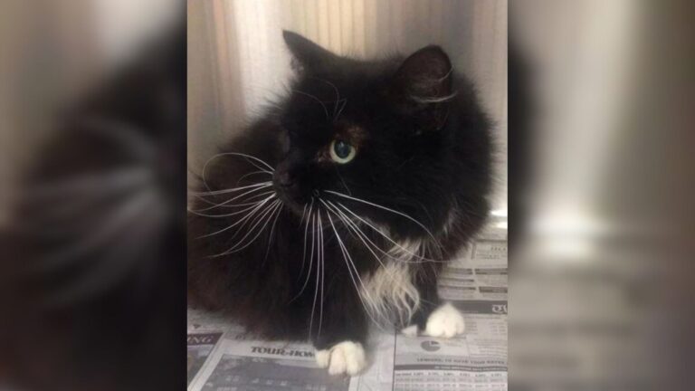 After Nearly 2 Decades Of Love, South Carolina Cat Gets Abandoned By Family For Bizarre Reason