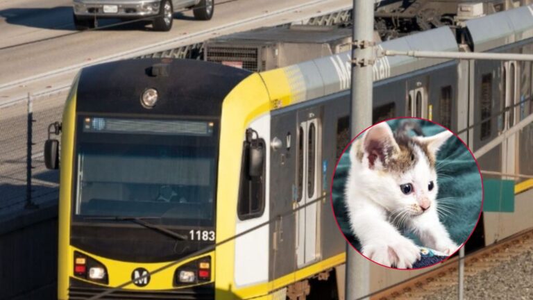 California Metro Comes To A Stop When Passenger Spots A Tiny Furbaby Onboard