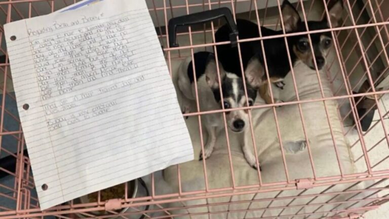 Two Chihuahuas Left At Pennsylvania Shelter With A Note That Broke Every Heart