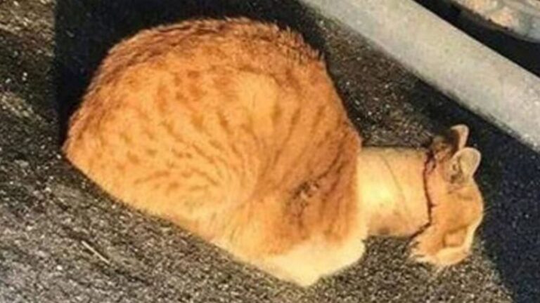 California Residents Shocked By What This Cat Was Carrying Around His Neck