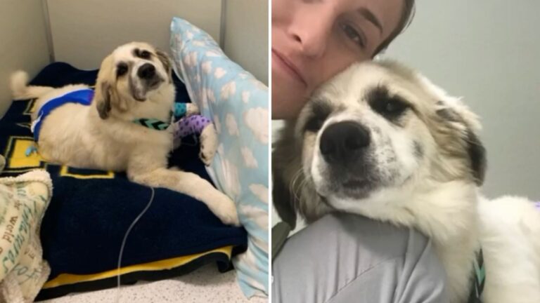 North Carolina Vet Meets Injured Dog Facing Euthanasia And Turns Her Life Around