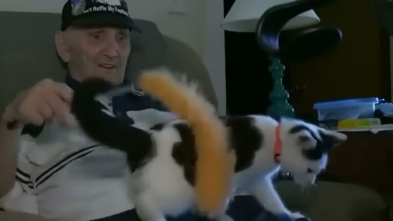 Michigan Veteran Saved After Fall In The Shower Thanks To His Cat’s Incredible Act