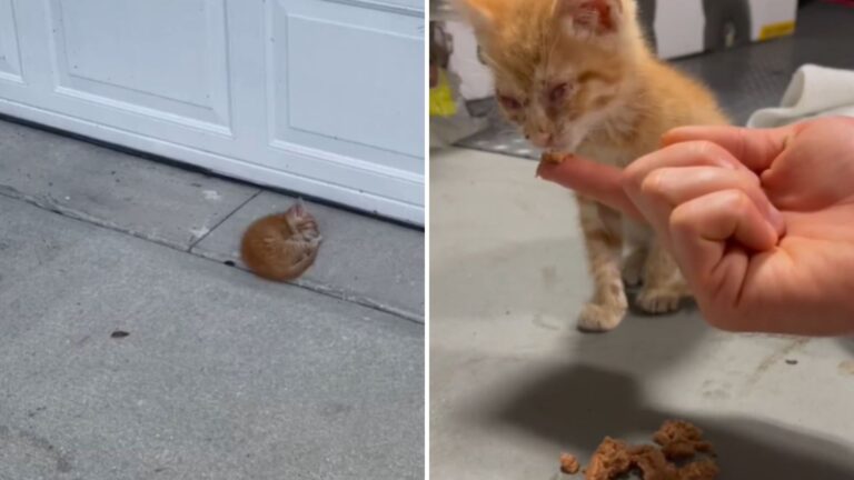 Florida Couple Rescues Tiny Kitten That Showed Up In Their Driveway, Then Gets Devastating News