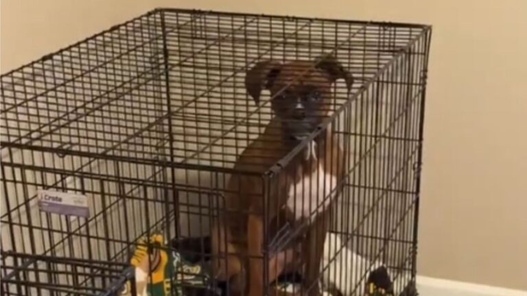 Indiana Woman Shocked To Realize Her Dog Is Stuck In Crate With An Unexpected Visitor
