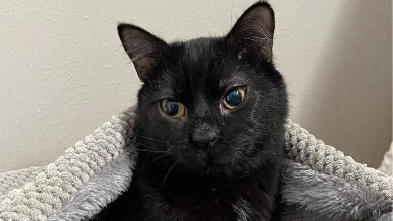 Black Cat Born Different Was Overlooked At Kansas Shelter Until Someone Saw What Others Missed