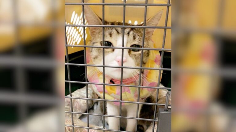 New York Woman Takes In A Cat With A Rare Condition And Turns Her Life Into A Dream