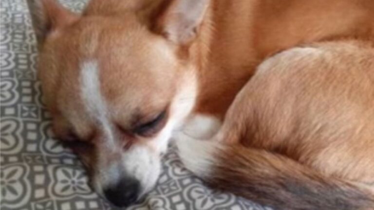 Oregon Woman Adopts A Tiny Puppy Online, Then Learns Her Shocking Secret