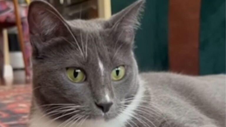 Woman Adopts Washington Shelter’s Longest-Resident Cat, Not Knowing What’s Coming