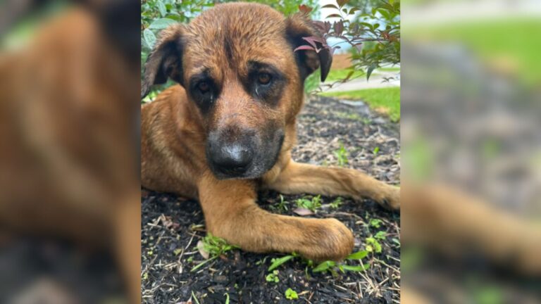 Texas Woman Spots Frail Dog In Her Neighborhood And Learns Something Absolutely Heartbreaking