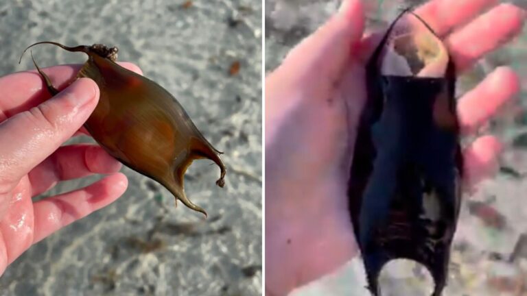 Woman Examines Strange Object On Florida Beach And Watches A Miracle Unfold