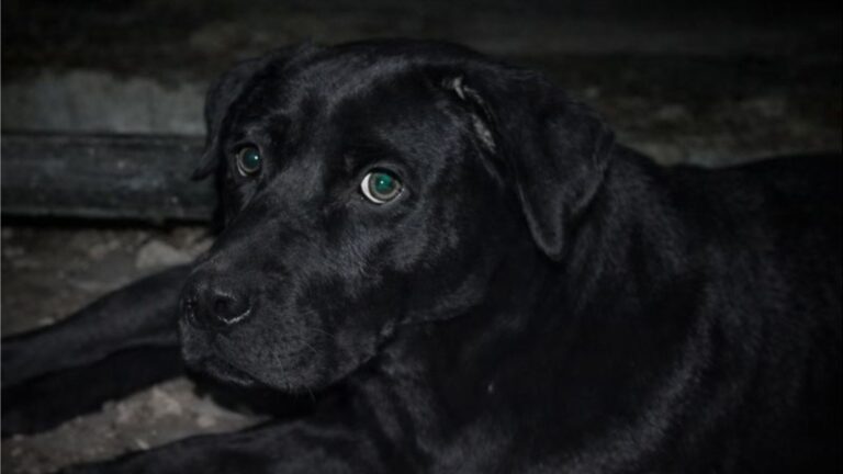 Florida Woman Follows Stray Dog To Hidden Crawl Space Full Of Sparkling Little Eyes