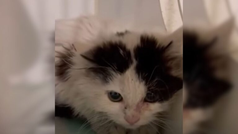 Las Vegas Woman Gave Aggressive Shelter Cat A Chance, Watch Her Incredible Change After 1 Month