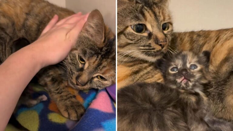 Portland Foster Mom Moves Heaven And Earth For Struggling Cat Family That Needed A Miracle