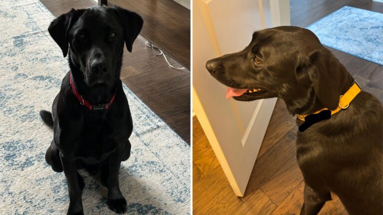 Oregon Woman Picks Up Her Dog From Daycare, But Once At Home, Something Feels Terribly Wrong