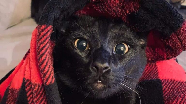 Woman Visits San Diego Shelter To Bring Home Their Least Adoptable Cat But Fate Had Better Plans