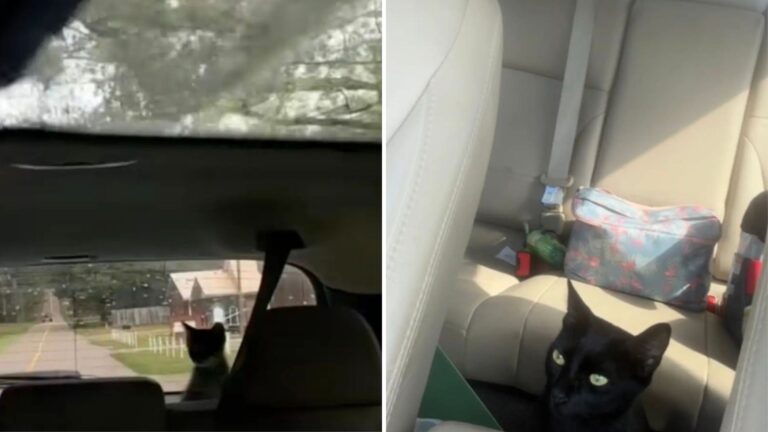 Louisiana Woman Pulls Over On Remote Road After Spotting Something Shocking In Rearview Mirror