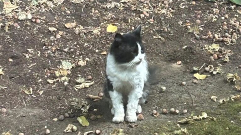 Wisconsin Woman Spots A Stray Tomcat In Her Yard And Suddenly Realizes She Knows Him