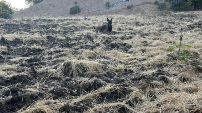 California Woman Keeps Noticing The Same Creature Watching Her From Hillside And Gets Concerned