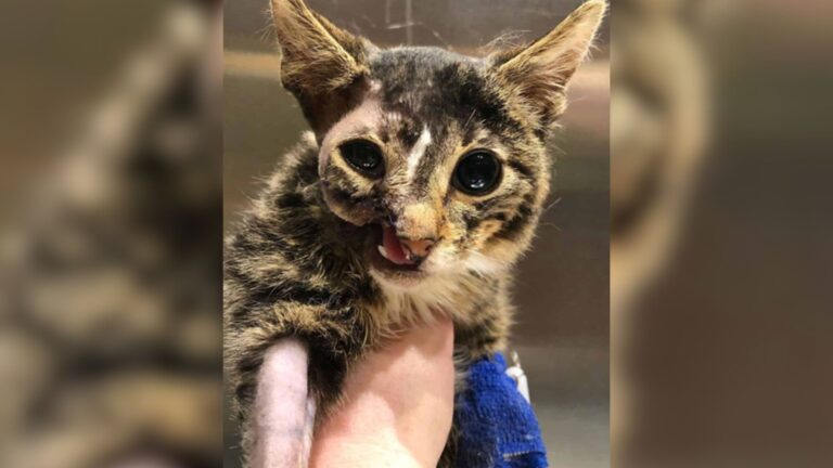 NY Woman Rescues A Cat Others Ignored Because Of His Face, You Won’t Believe How He’s Doing Now