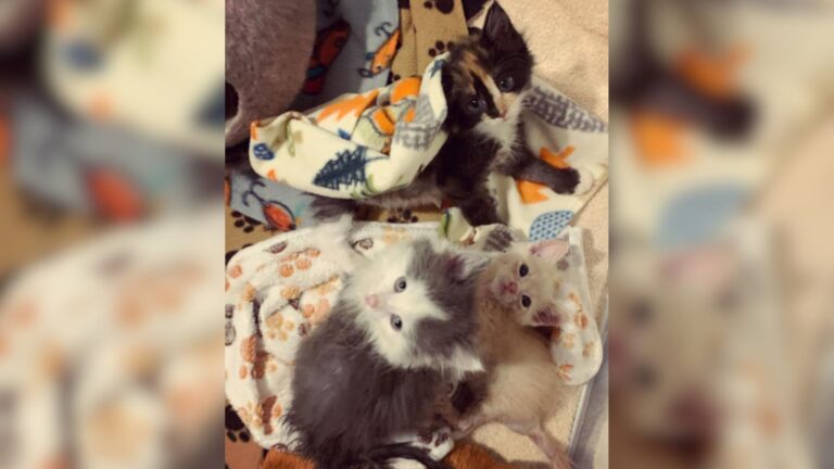 Oregon Woman Rescues Four Kittens Facing Fatal Virus And The Outcome Will Melt Your Heart