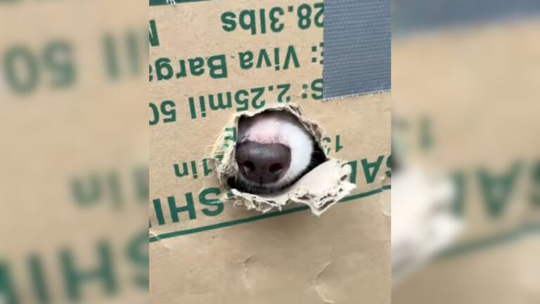 LA Woman Spots Tiny Nose Sticking Out Of Cardboard Box And Her Heart Can’t Ignore It