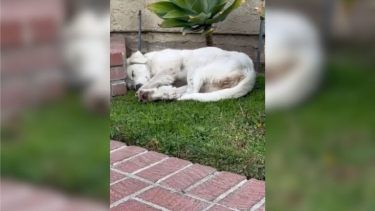 California Woman Sees Beautiful Dog Sleeping On Her Lawn, Then Realizes Something Is Very Wrong