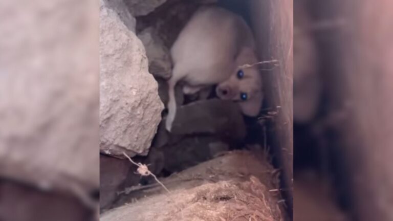 Huge Pile Of ‘Fluff’ Found At Landfill In LA Turns Out To Be The Sweetest Furry Surprise