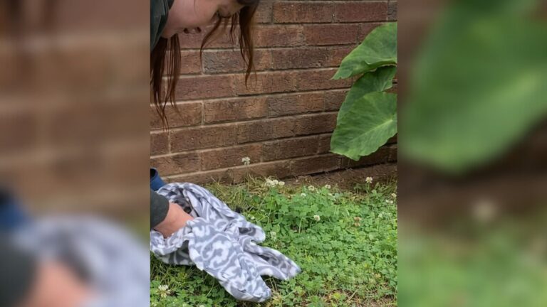 What Looked Like Fluffy Pile On The Roadside In South Carolina Turns Out To Be 8 Precious Lives