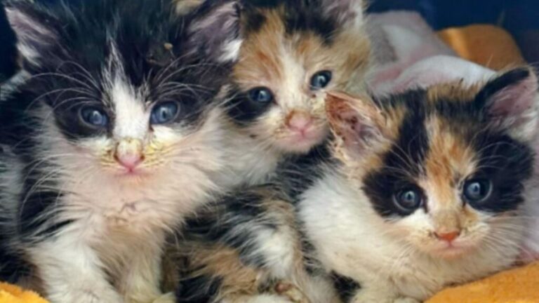 LA Woman Welcomes Three Struggling Kittens And Transforms Their Lives Forever