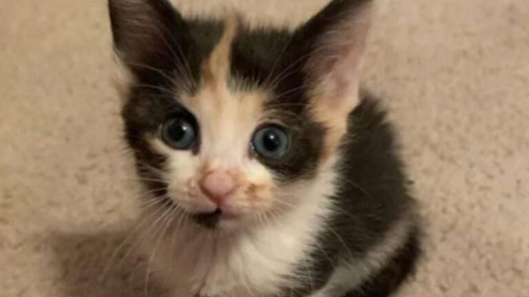 Florida Woman Travels Over 1,000 Miles For A Kitten She Couldn’t Forget
