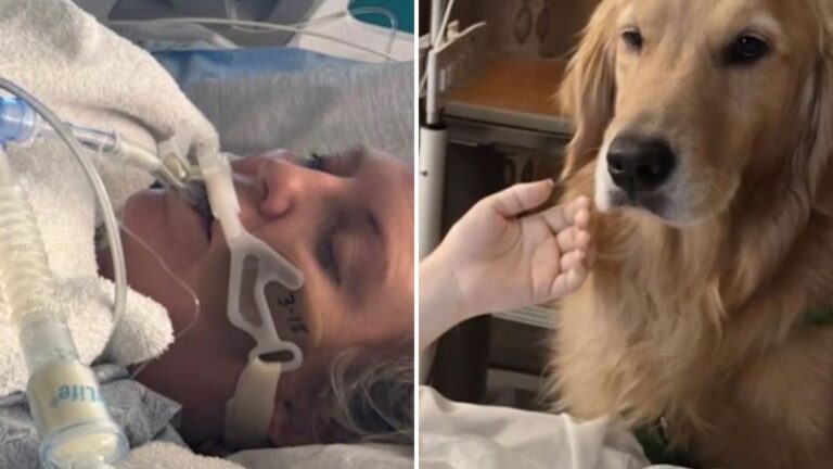 Florida Doctors Stunned As Dog Awakens Woman From Coma With One Nuzzle