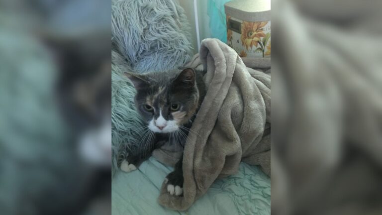 Massachusetts Woman’s Heartfelt Mission To Help Disabled Cats Took The Internet By Storm