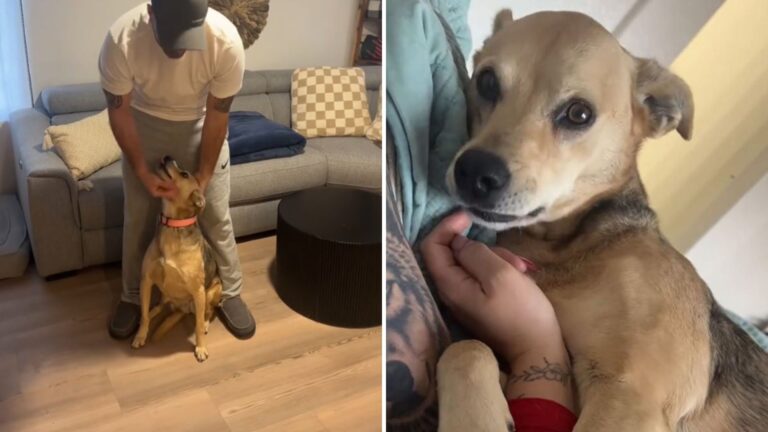 Arizona Couple Adopts A Rescue Dog, Then DNA Results Leave Them Speechless
