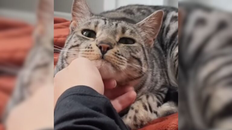 North Carolina Cat Finds A Way To ‘Talk’ To Cheer Up Her Mom And It’s So Adorable