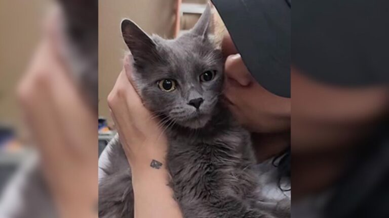 Grieving Mama Cat Found In A Bucket On Las Vegas Street After Storm Took All Of Her Babies