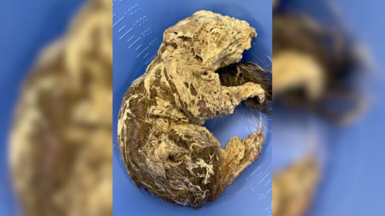 Tiny Creature Stuck In Spray Foam At Missouri Construction Site Had Only Minutes To Survive