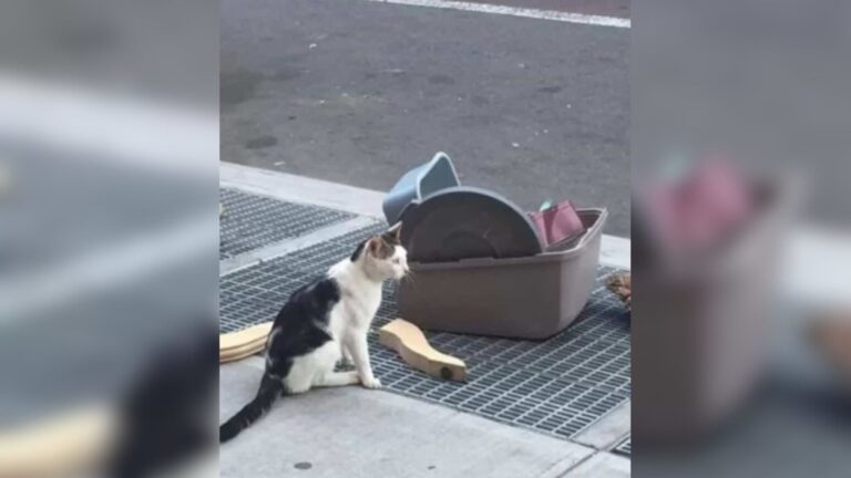 Abandoned On Brooklyn Streets, Cat Clings To The Few Remnants Of The Home He Lost