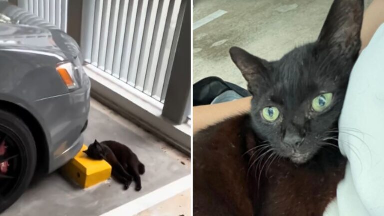 Senior Cat Lays Her Head On Cold NY Bumper After Family Abandoned Her For Heartbreaking Reason