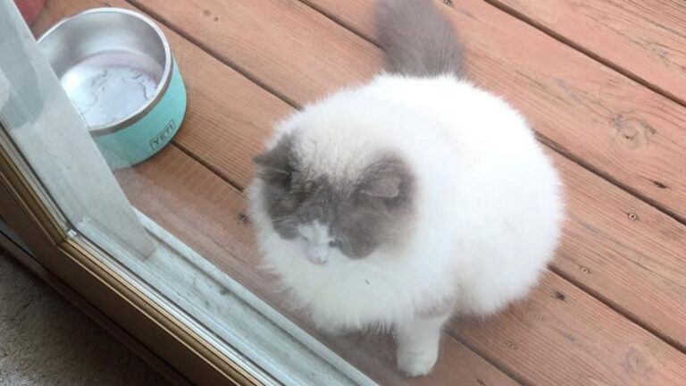 Virginia Cat Left Behind By Family Waits In Vain For Someone To Offer A Helping Hand