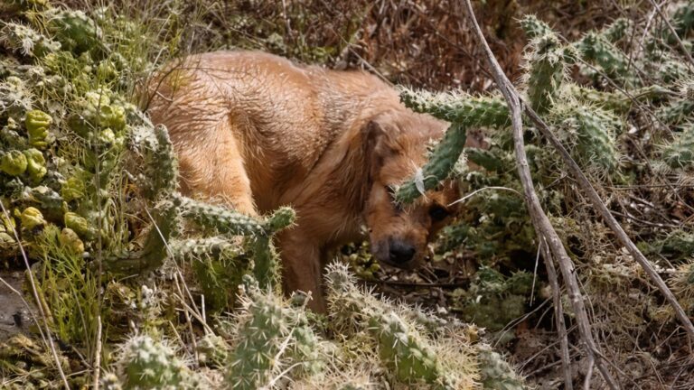 Dog Dumped From Moving Car In Storm Ends Up Trapped In Cactus Field In San Diego