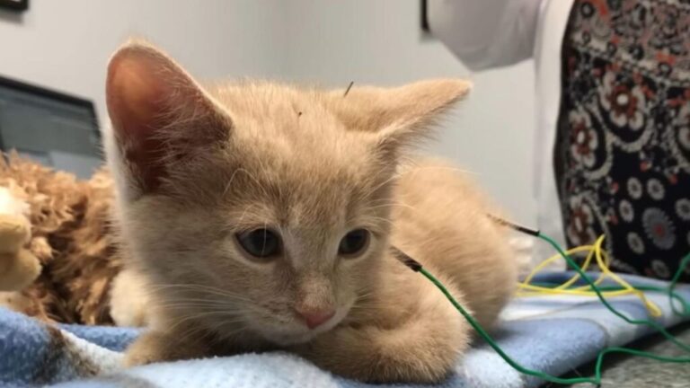 Washington Woman Takes Her Paralyzed Kitten To Acupuncture And Witnesses A Miracle