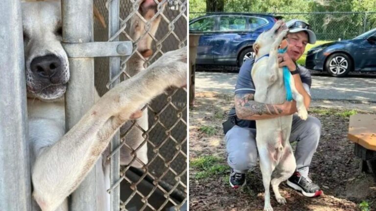 Alabama Shelter Dog Reaches His Paw Out Hoping Someone Will Reach Back And Take Him Home