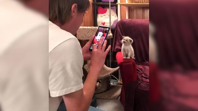 One Click Of The Camera Turned This Albuquerque Foster Kitten Into A Star